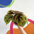 Begonia masoniana - Welsh Grown - Sprouts of Bristol