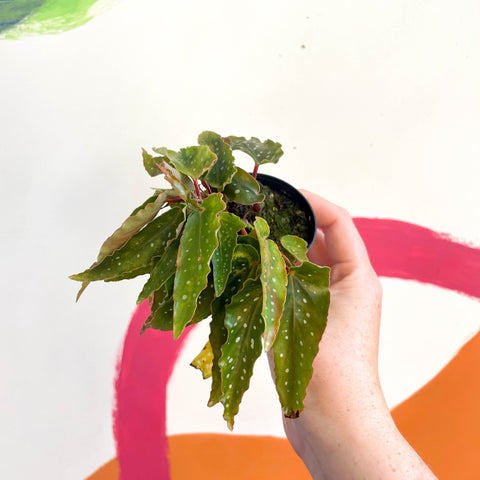 Begonia medora - Welsh Grown - Sprouts of Bristol