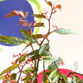 Begonia medora - Welsh Grown - Sprouts of Bristol