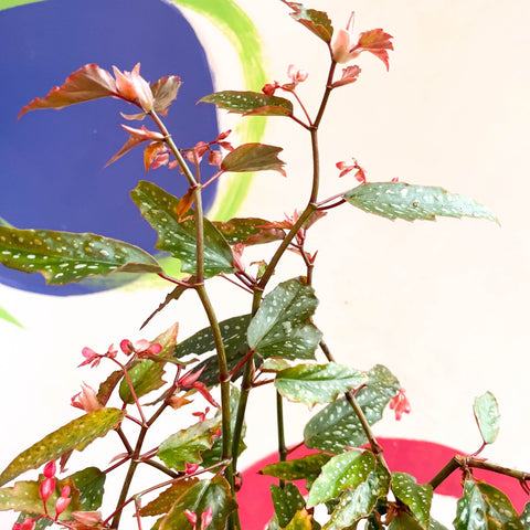 Begonia medora - Welsh Grown - Sprouts of Bristol