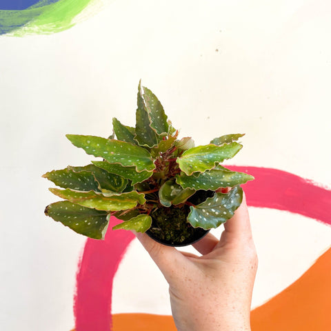 Begonia medora - Welsh Grown - Sprouts of Bristol