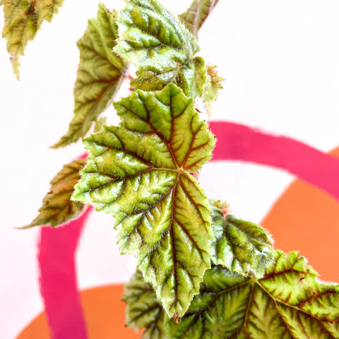 Begonia metallica - Welsh Grown - Sprouts of Bristol