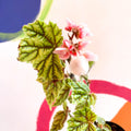 Begonia metallica - Welsh Grown - Sprouts of Bristol