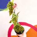 Begonia metallica - Welsh Grown - Sprouts of Bristol