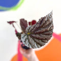Begonia 'Mishmi Silver' - Welsh Grown - Sprouts of Bristol