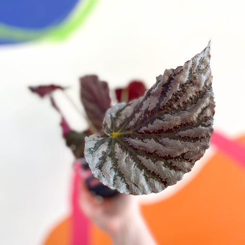 Begonia 'Mishmi Silver' - Welsh Grown - Sprouts of Bristol