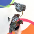 Begonia 'Mishmi Silver' - Welsh Grown - Sprouts of Bristol