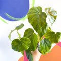 Begonia odorata alba - Welsh Grown - Sprouts of Bristol