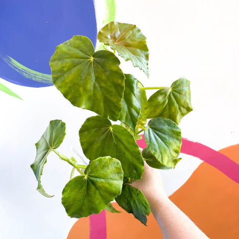 Begonia odorata alba - Welsh Grown - Sprouts of Bristol