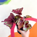 Begonia 'Raspberry Swirl' - Welsh Grown - Sprouts of Bristol