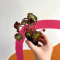 Begonia rex 'Beatrice Hadrell' - Welsh Grown - Sprouts of Bristol