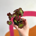 Begonia rex 'Beatrice Hadrell' - Welsh Grown - Sprouts of Bristol