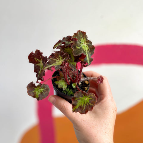 Begonia rex 'Beatrice Hadrell' - Welsh Grown - Sprouts of Bristol