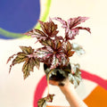 Begonia rex 'Benitochiba' - Welsh Grown - Sprouts of Bristol
