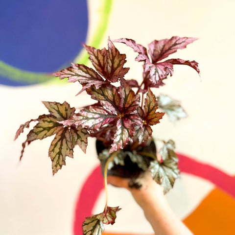 Begonia rex 'Benitochiba' - Welsh Grown - Sprouts of Bristol