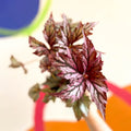 Begonia rex 'Benitochiba' - Welsh Grown - Sprouts of Bristol