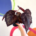 Begonia rex 'Black Knight' - Welsh Grown - Sprouts of Bristol