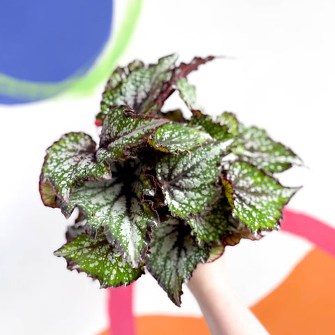 Begonia rex 'Bostella' - Sprouts of Bristol