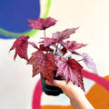 Begonia rex 'Candy Queen' - Welsh Grown - Sprouts of Bristol