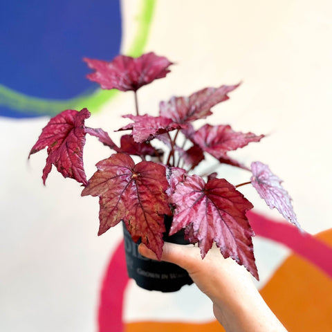Begonia rex 'Candy Queen' - Welsh Grown - Sprouts of Bristol
