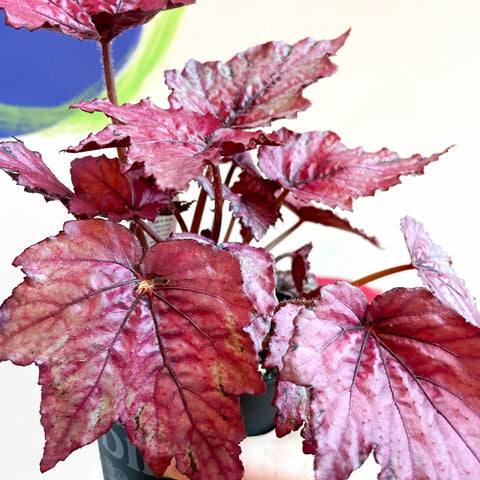 Begonia rex 'Candy Queen' - Welsh Grown - Sprouts of Bristol
