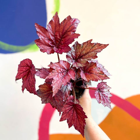 Begonia rex 'Candy Queen' - Welsh Grown - Sprouts of Bristol