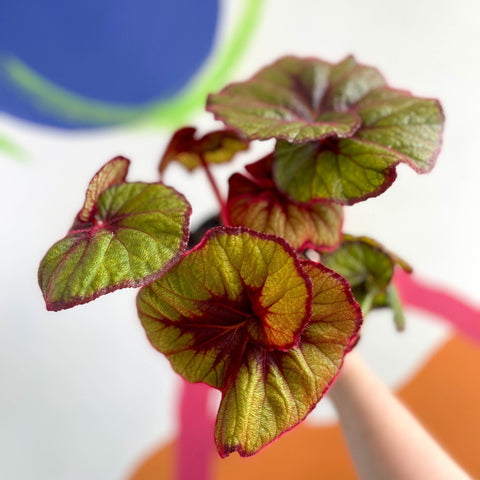 Begonia rex 'Curly Fireflush' - Welsh Grown - Sprouts of Bristol