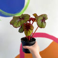 Begonia rex 'Curly Fireflush' - Welsh Grown - Sprouts of Bristol