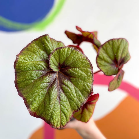 Begonia rex 'Curly Fireflush' - Welsh Grown - Sprouts of Bristol