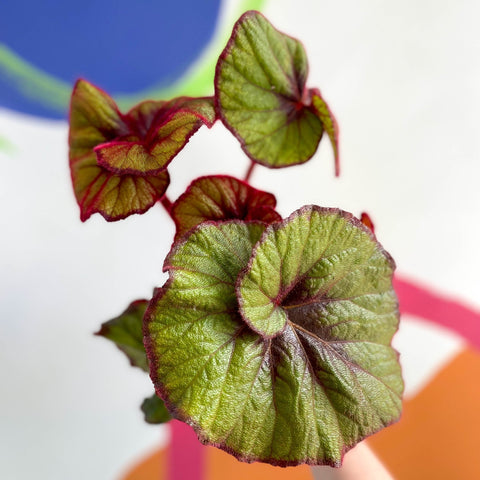 Begonia rex 'Curly Fireflush' - Welsh Grown - Sprouts of Bristol