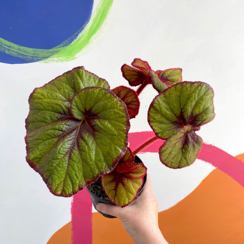 Begonia rex 'Curly Fireflush' - Welsh Grown - Sprouts of Bristol
