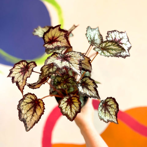 Begonia rex 'Dark Eyes' - Welsh Grown - Sprouts of Bristol