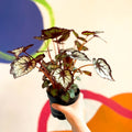 Begonia rex 'Dark Eyes' - Welsh Grown - Sprouts of Bristol