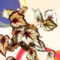 Begonia rex 'Dark Eyes' - Welsh Grown - Sprouts of Bristol
