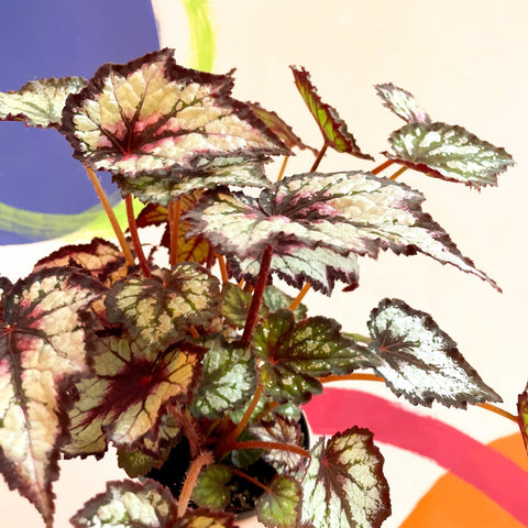 Begonia rex 'Dark Eyes' - Welsh Grown - Sprouts of Bristol
