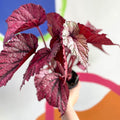 Begonia rex 'David Blais' - Welsh Grown - Sprouts of Bristol