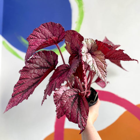 Begonia rex 'David Blais' - Welsh Grown - Sprouts of Bristol