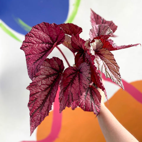 Begonia rex 'David Blais' - Welsh Grown - Sprouts of Bristol