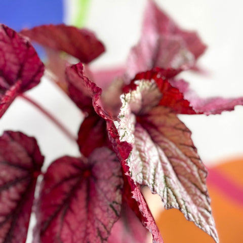 Begonia rex 'David Blais' - Welsh Grown - Sprouts of Bristol
