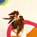 Begonia rex 'Dawnal Meyer' - Welsh Grown - Sprouts of Bristol