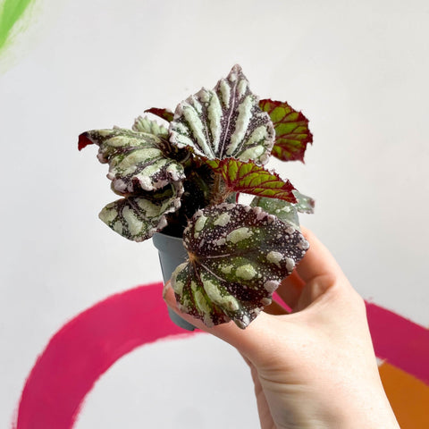 Begonia rex 'Dew Drop' - Sprouts of Bristol