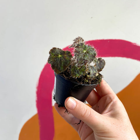Begonia rex 'Elaine's Baby' - Welsh Grown - Sprouts of Bristol