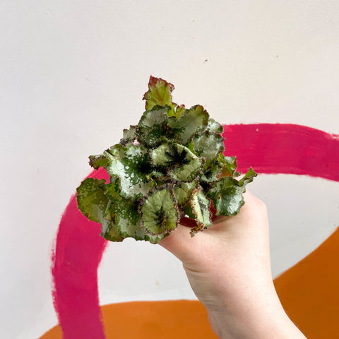 Begonia rex 'Escargot' - Sprouts of Bristol