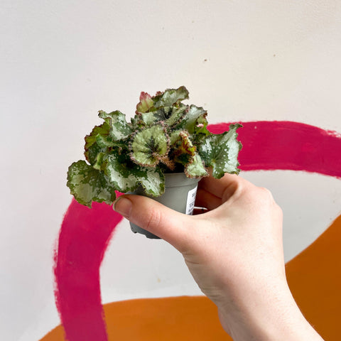 Begonia rex 'Escargot' - Sprouts of Bristol