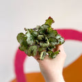 Begonia rex 'Escargot' - Sprouts of Bristol
