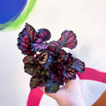 Begonia rex 'Etna' - Sprouts of Bristol