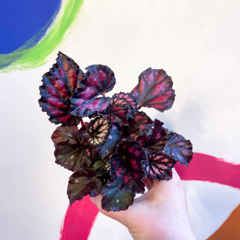 Begonia rex 'Etna' - Sprouts of Bristol