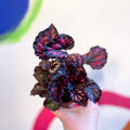 Begonia rex 'Etna' - Sprouts of Bristol