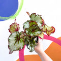 Begonia rex 'Green Gold' - Welsh Grown - Sprouts of Bristol
