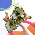 Begonia rex 'Green Gold' - Welsh Grown - Sprouts of Bristol